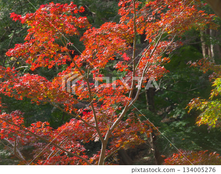 Vibrant autumn foliage in Momiji Valley (Natural Landscape, November 2025) Vibrant autumn foliage in Momiji Valley (Natural Landscape, November 2025) 134005276
