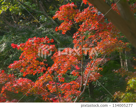 紅葉谷充滿活力的秋葉(自然景觀,2025 年 11 月) 紅葉谷充滿活力的秋葉(自然景觀,2025 年 11 月) 134005277