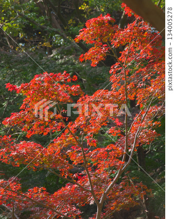 紅葉谷充滿活力的秋葉（自然景觀，2025 年 11 月） 134005278