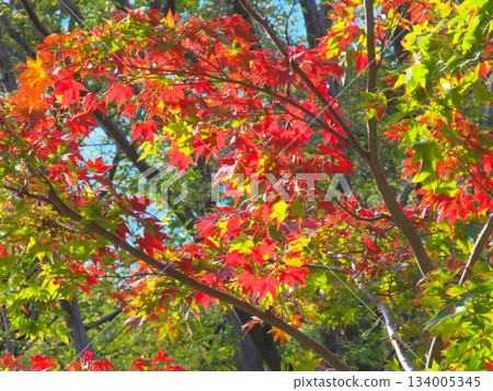 紅葉谷充滿活力的秋葉(自然景觀,2025 年 11 月) 紅葉谷充滿活力的秋葉(自然景觀,2025 年 11 月) 134005345