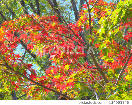 紅葉谷充滿活力的秋葉（自然景觀，2025 年 11 月） 134005346