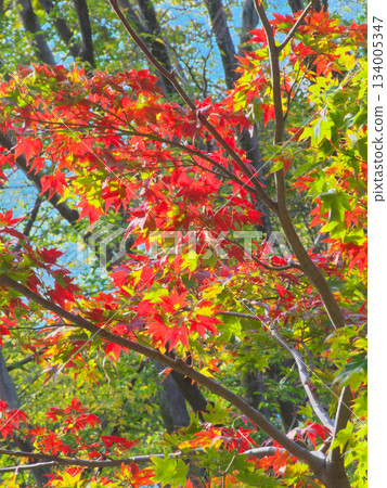 紅葉谷充滿活力的秋葉（自然景觀，2025 年 11 月） 134005347