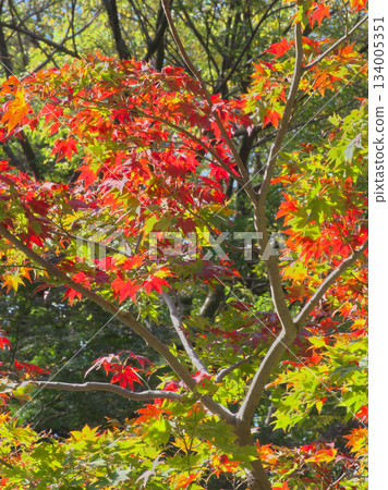 Vibrant autumn foliage in Momiji Valley (Natural Landscape, November 2025) Vibrant autumn foliage in Momiji Valley (Natural Landscape, November 2025) 134005351
