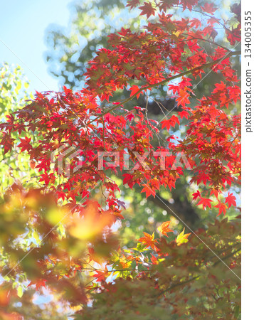 紅葉谷充滿活力的秋葉（自然景觀，2025 年 11 月） 134005355