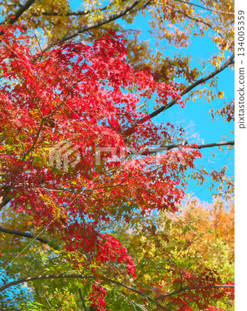Vibrant autumn foliage in Momiji Valley (Natural Landscape, November 2025) 134005359