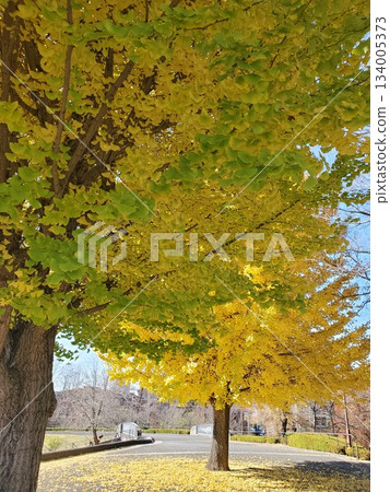 草藪公園3號的兩棵彩色銀杏樹 134005373