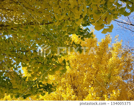 Two colored ginkgo trees in Kusabuka Park Two colored ginkgo trees in Kusabuka Park 134005375