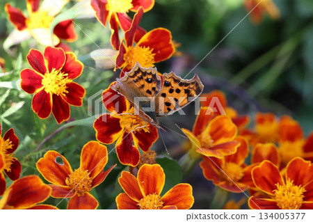 A northern blue butterfly sucking nectar from a red marigold flower blooming in an autumn garden A northern blue butterfly sucking nectar from a red marigold flower blooming in an autumn garden 134005377