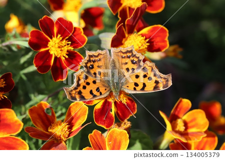 一隻北方藍蝴蝶正在秋日花園裡盛開的紅色萬壽菊上吸食花蜜。 134005379