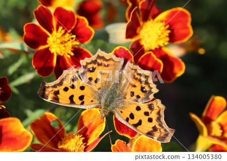 一隻北方藍蝴蝶正在秋日花園裡盛開的紅色萬壽菊上吸食花蜜。 134005380