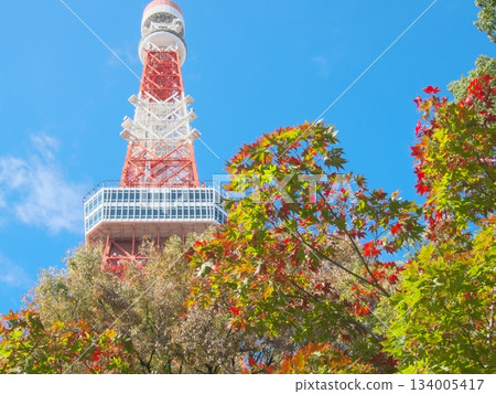 Vibrant autumn foliage in Momiji Valley and Tokyo Tower. Natural scenery (November 2025) Vibrant autumn foliage in Momiji Valley and Tokyo Tower. Natural scenery (November 2025) 134005417