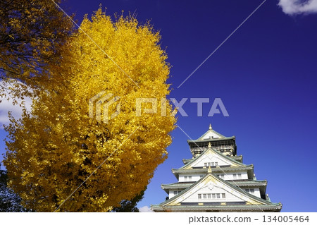 The castle tower dyed in autumn yellow leaves The castle tower dyed in autumn yellow leaves 134005464