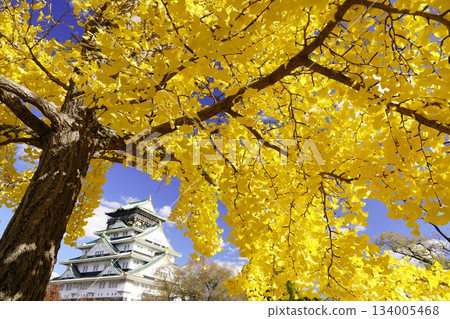The castle tower dyed in autumn yellow leaves 134005468