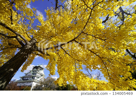 The castle tower dyed in autumn yellow leaves The castle tower dyed in autumn yellow leaves 134005469