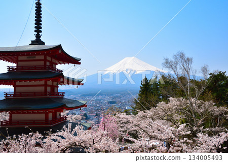 春天的櫻花新倉山淺間公園 春天的櫻花新倉山淺間公園 134005493