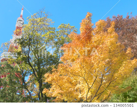 紅葉谷和東京鐵塔的絢麗秋色。自然風光(2025年11月) 紅葉谷和東京鐵塔的絢麗秋色。自然風光(2025年11月) 134005501