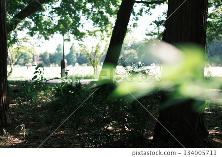 Deep green park scenery with sunlight filtering through the trees, soothing light and shadow Deep green park scenery with sunlight filtering through the trees, soothing light and shadow 134005711