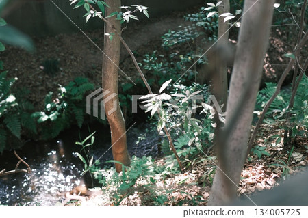 A forest stream with lush greenery and sunlight filtering through the trees 134005725