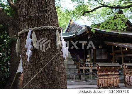 鬱鬱蔥蔥的綠植、古樹和神聖的聖地景觀 鬱鬱蔥蔥的綠植、古樹和神聖的聖地景觀 134005758