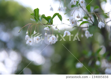 Fresh white snowbell flowers and soft bokeh light Fresh white snowbell flowers and soft bokeh light 134005838