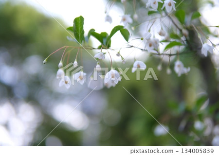 White flowers of snowbell tree in early summer, surrounded by a fantastic bokeh of light 134005839