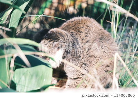 在溫暖的陽光下,野生動物藏身於灌木叢中。 在溫暖的陽光下,野生動物藏身於灌木叢中。 134005860