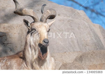 A majestic markhor with spiral horns standing on a rocky outcrop A majestic markhor with spiral horns standing on a rocky outcrop 134005869