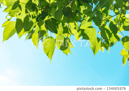 清新的綠色 134005876