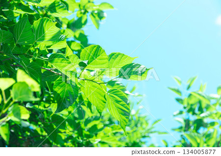 Refreshing fresh green 134005877