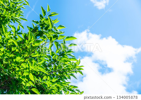Fresh green leaves shining in the blue sky 134005878