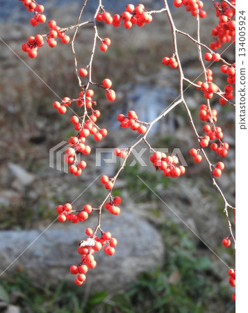 Ilex serrata fruit 134005924