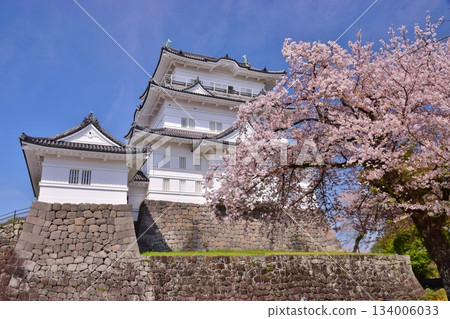 Odawara Castle Spring colors Odawara Castle Spring colors 134006033