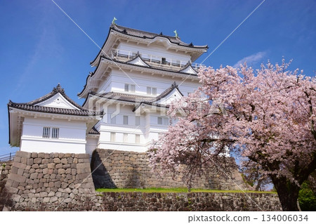 小田原城 春天的色彩 134006034