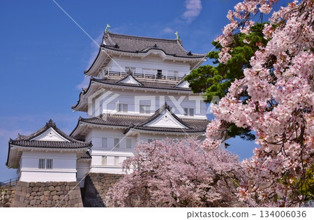 小田原城 春天的色彩 134006036