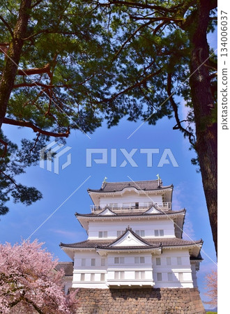 Odawara Castle Spring colors Odawara Castle Spring colors 134006037