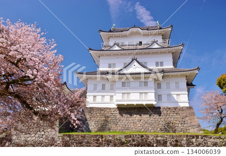 小田原城 春天的色彩 134006039