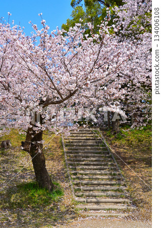 Spring Cherry Blossoms Otsugawa River Green Space Spring Cherry Blossoms Otsugawa River Green Space 134006108