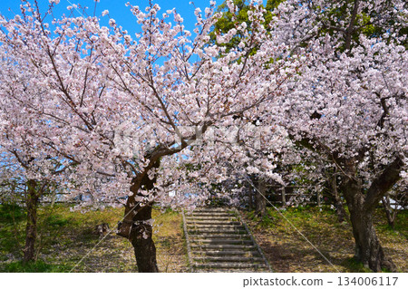 大津川河綠地的春季櫻花 大津川河綠地的春季櫻花 134006117