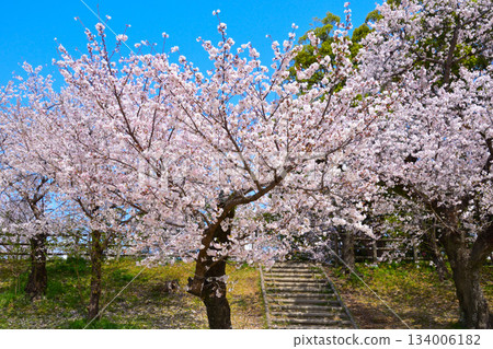 Spring Cherry Blossoms Otsugawa River Green Space Spring Cherry Blossoms Otsugawa River Green Space 134006182