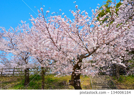 Spring Cherry Blossoms Otsugawa River Green Space Spring Cherry Blossoms Otsugawa River Green Space 134006184