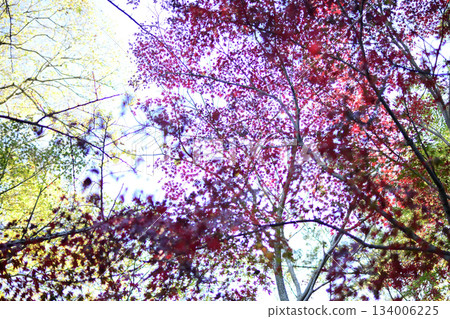 Maple Maple 134006225
