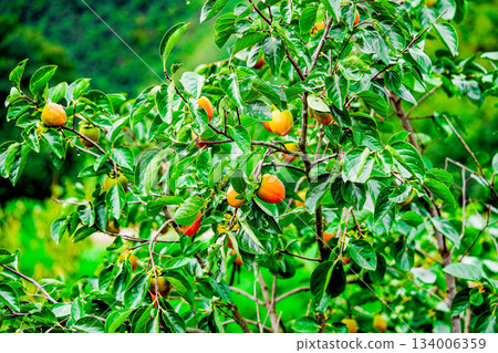 Persimmon tree with Ripe orange persimmons fruit in autumn garden in Korea Persimmon tree with Ripe orange persimmons fruit in autumn garden in Korea 134006359