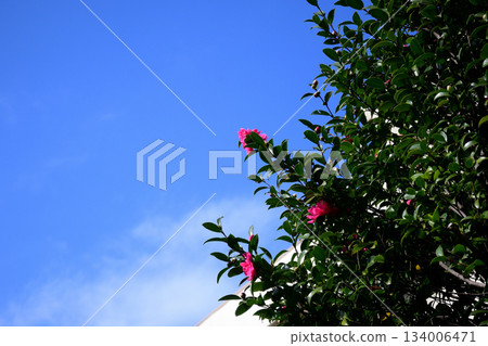 Camellia flowers shining against the blue sky Camellia flowers shining against the blue sky 134006471