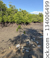 Lombok mangrove sea Indonesia 134006499