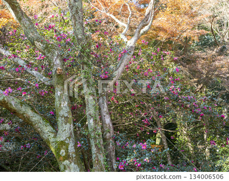 山間山茶花盛開 134006506