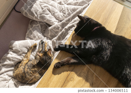 銹貓和黑貓 134006511