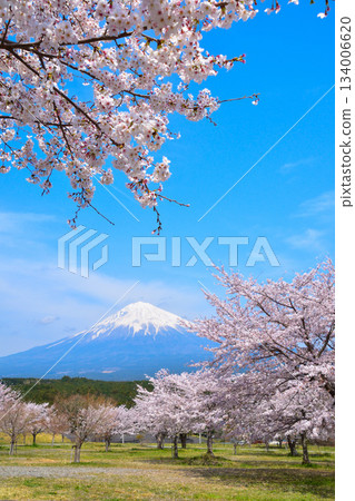 富士山大石寺公園的春季櫻花 134006620