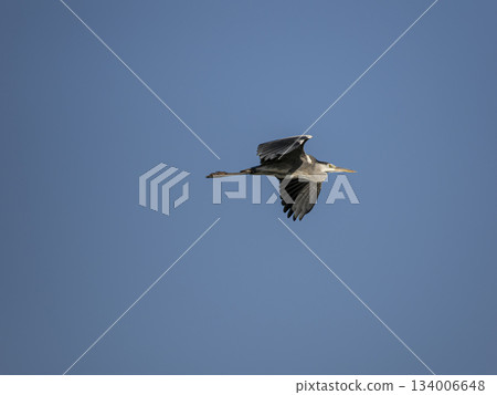 Flying blue sky bluefin tuna 134006648