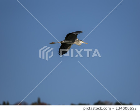 Flying blue sky bluefin tuna 134006652