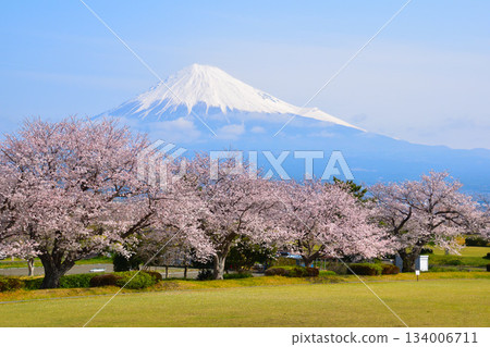 甘園的春季櫻花 甘園的春季櫻花 134006711